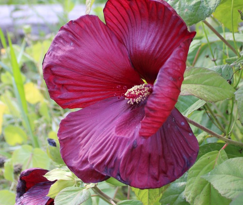 Hibiscus